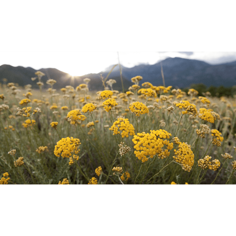 NESTLADY オーガニック イエロー ヘリクリサム 5g 肌を柔らかくし、抗炎症作用があり、細胞の再生を促進します ブルガリアで植えられ収穫されました 5