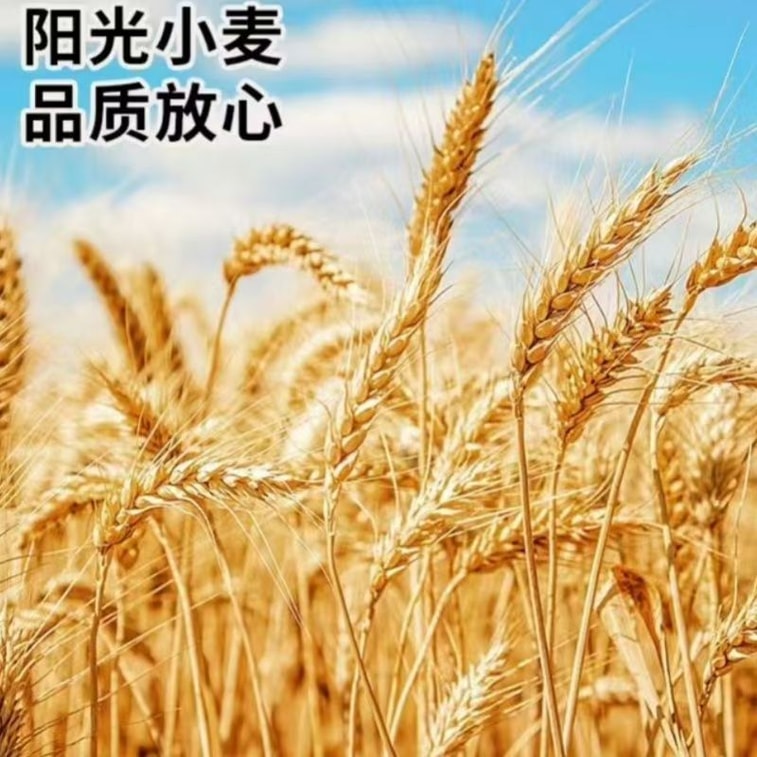 Breadcrumbs for home frying, crispy golden coating for chicken drumsticks and wings, 100g*1 pack 7