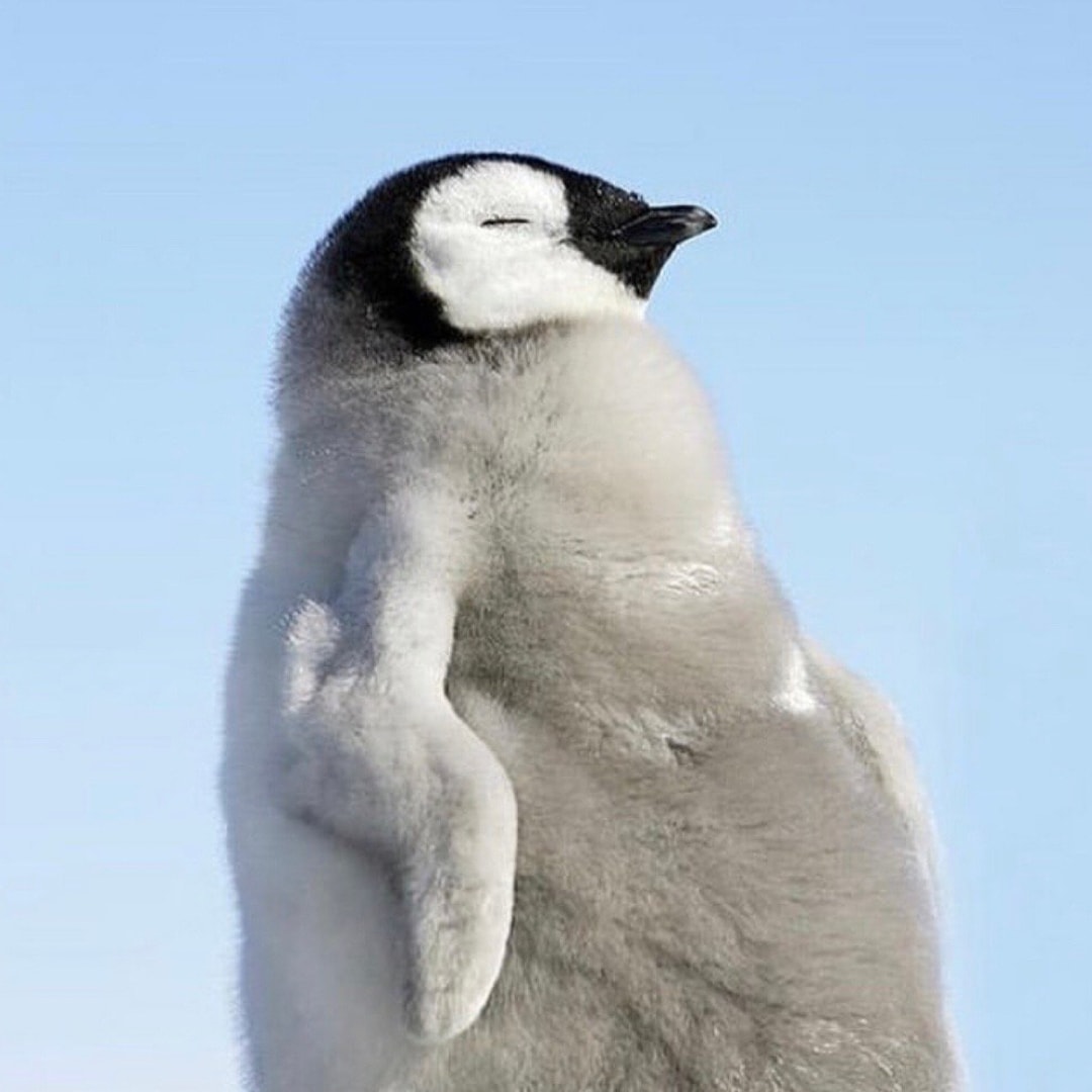 企鹅