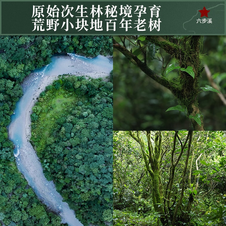  2016 Anhua Qian Liang Tea Cake Yu Qilin 100-Year Old Grove Wild Source Organic Pure Natural Aging Mellow Deep Taste Stomach Care Lipid Lowering Metabolism Boost 600g 3