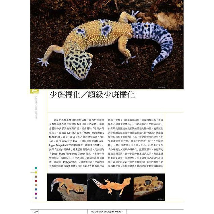 繁體 豹紋守宮超圖鑑 一本掌握守宮生態及品種解析 亚米