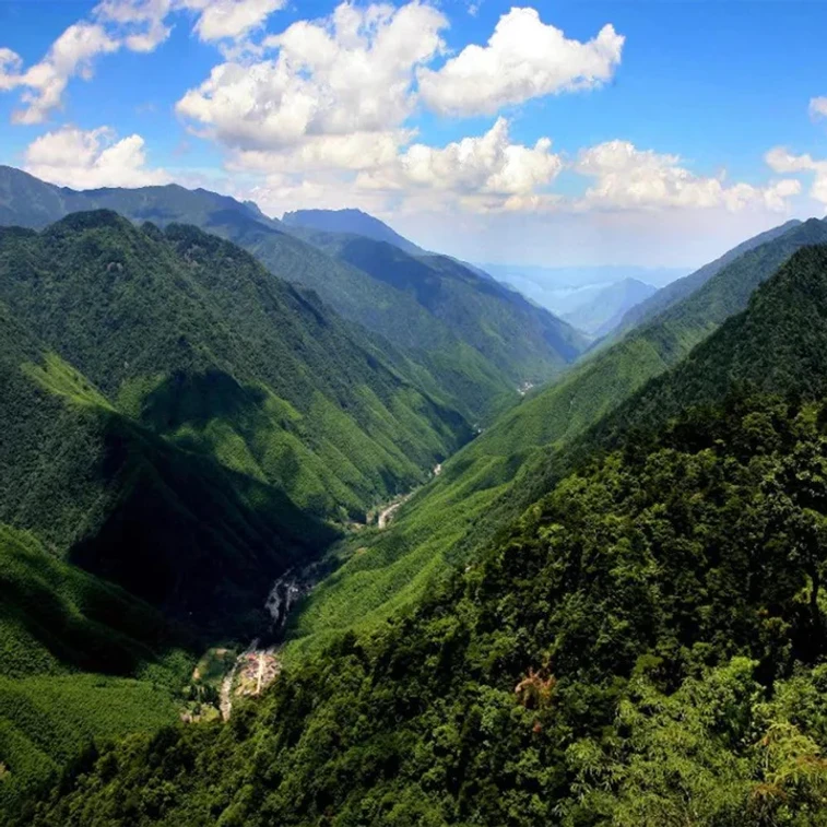 正山堂 特级正山小种红茶 正宗桐木关传统烟熏工艺 罐装50g 7