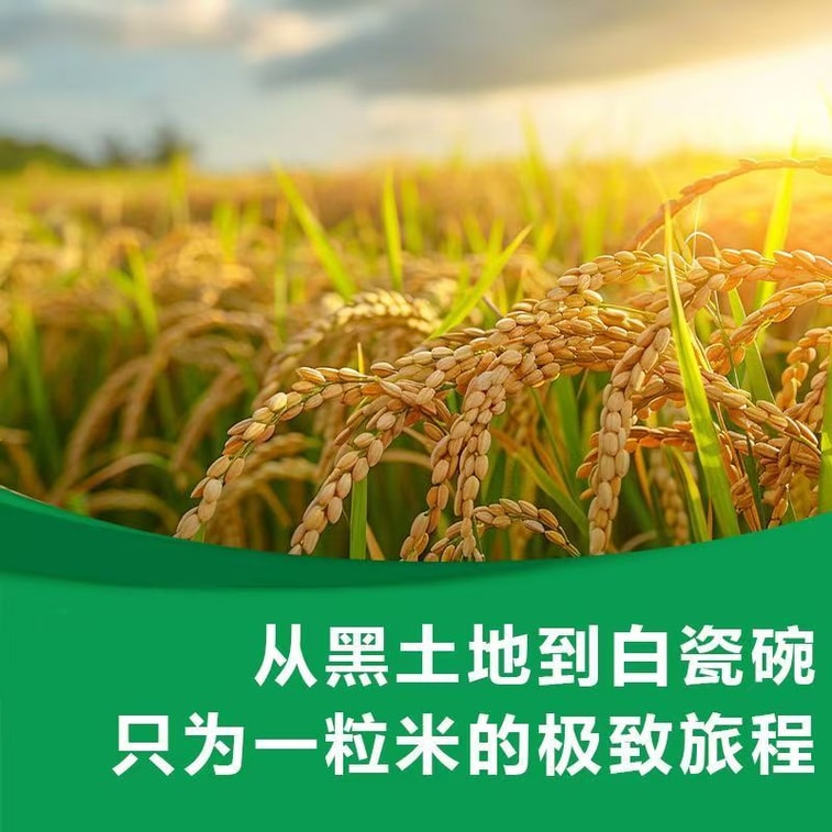 五常米 26年新米陸家圍子有機米稻花香米500g 4