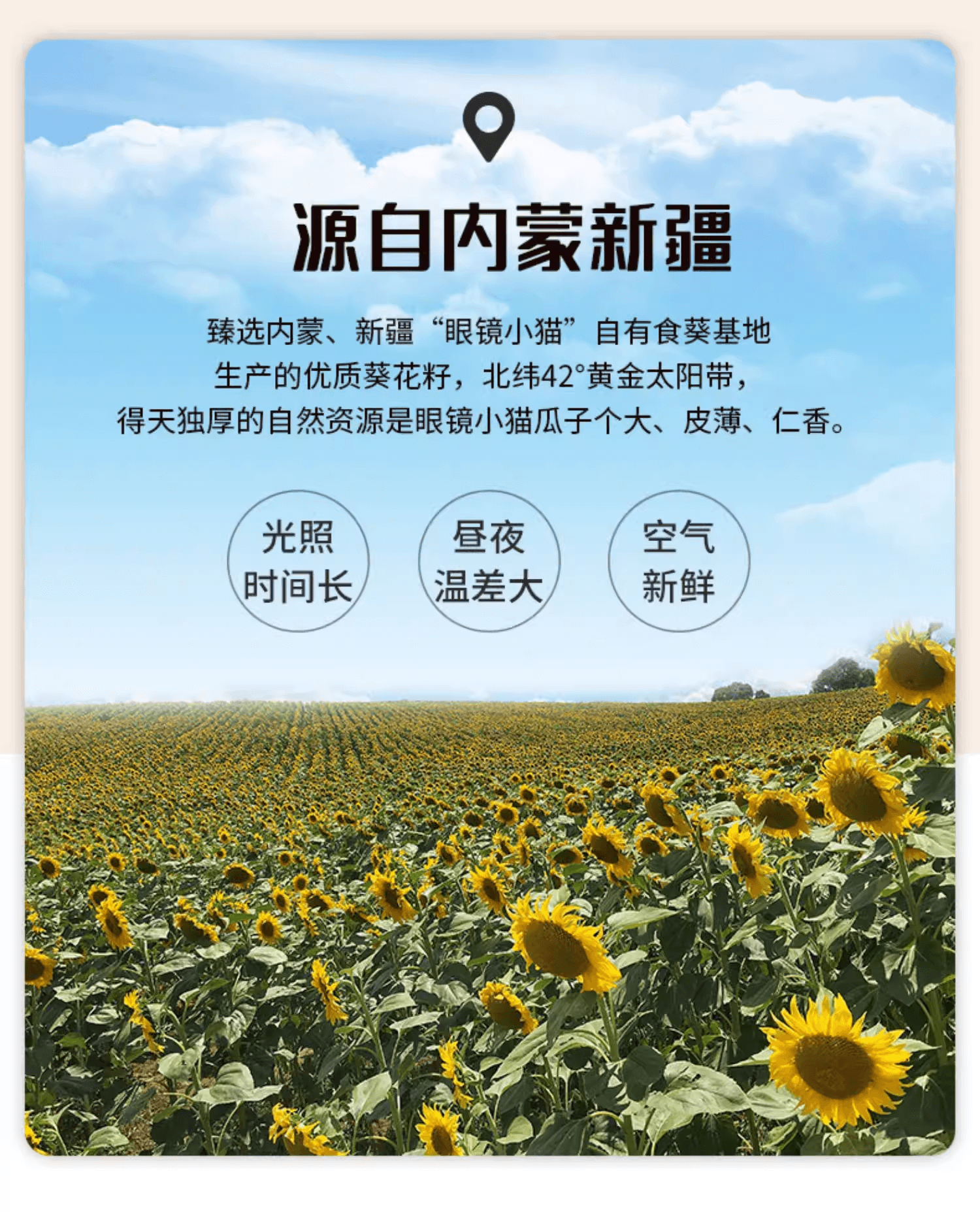 Five-flavor sunflower seed combo: Original, Mixed, Caramel, Five-Spice, and Sea Salt, one pack each, 5 packs totaling 638g