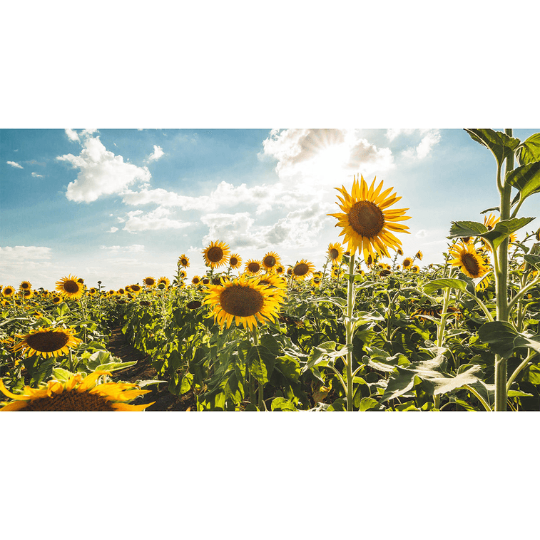 NESTLADY オーガニックひまわりの花びら 2g 米国で植えられ収穫された強力な抗酸化物質 4