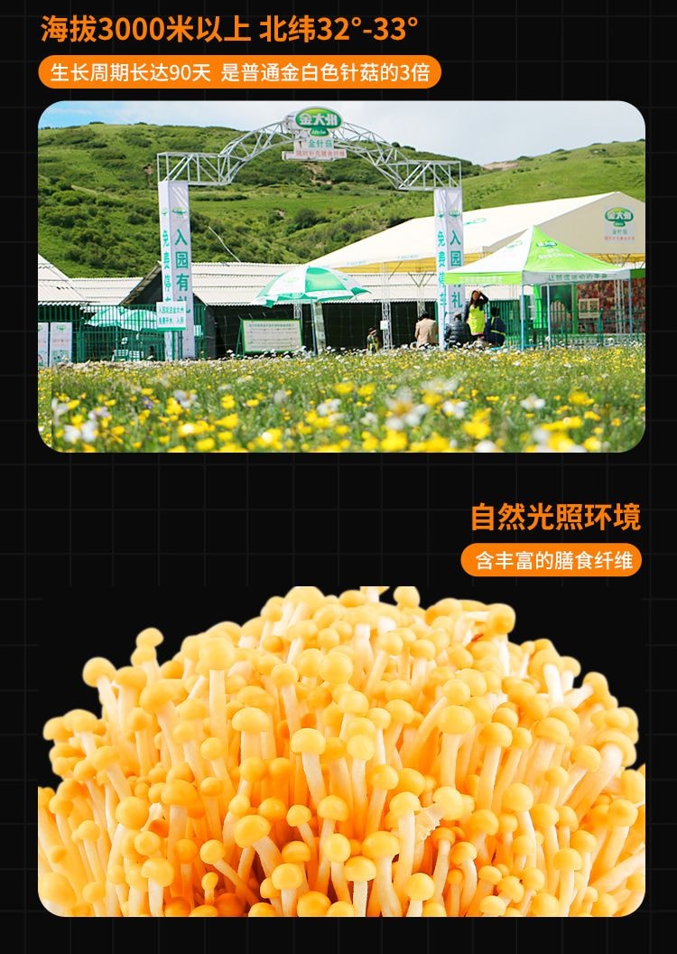 金大洲 香辣金针菇 【低脂轻卡零食】 川香味 15g*10 袋 香辣红油金针菇独立小包装微辣脆爽红油金针菇即食下饭菜拌饭菜零食【鲜香金菇随享美味】