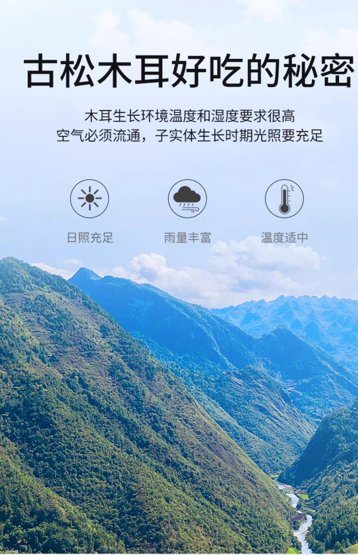 古松 头茬东北长白山无根黑木耳50g 【真正净含量】肉厚无根无增重木耳菌菇 秋木耳爽脆凉拌菜火锅煲汤螺狮粉火锅食材【朵朵精选12倍超高泡发率】