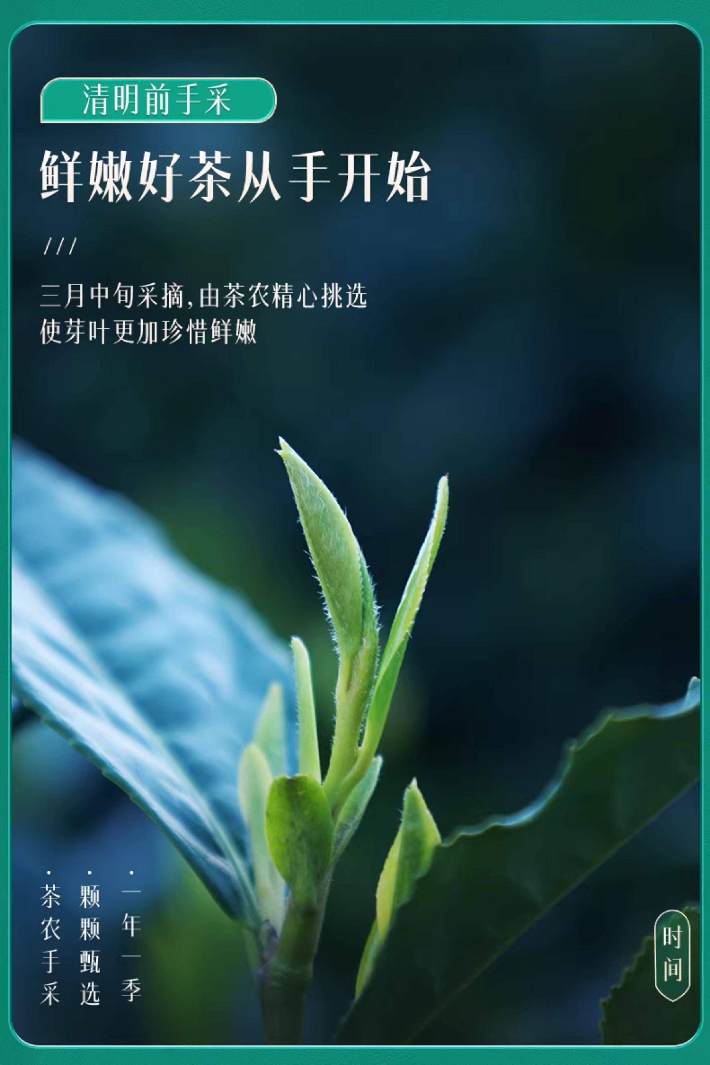 【中国直邮】 西湖牌 2026新茶上市明前特级精选老茶树龙井茶叶春绿茶 250g
