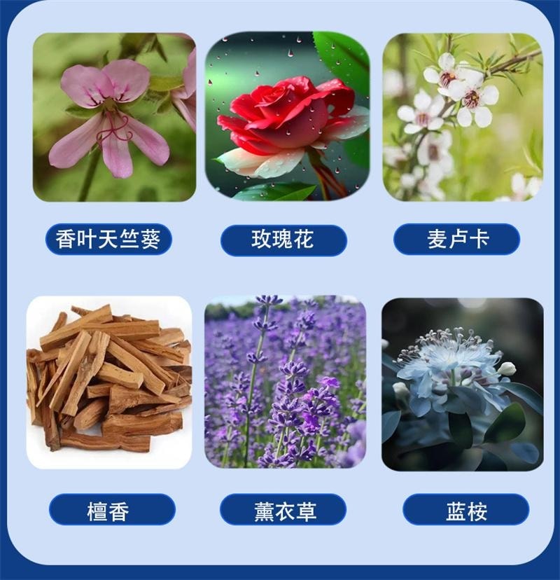 香港大药房 晚安贴 精油好眠贴 快速入睡草本植物薰衣草睡眠贴 10贴/盒