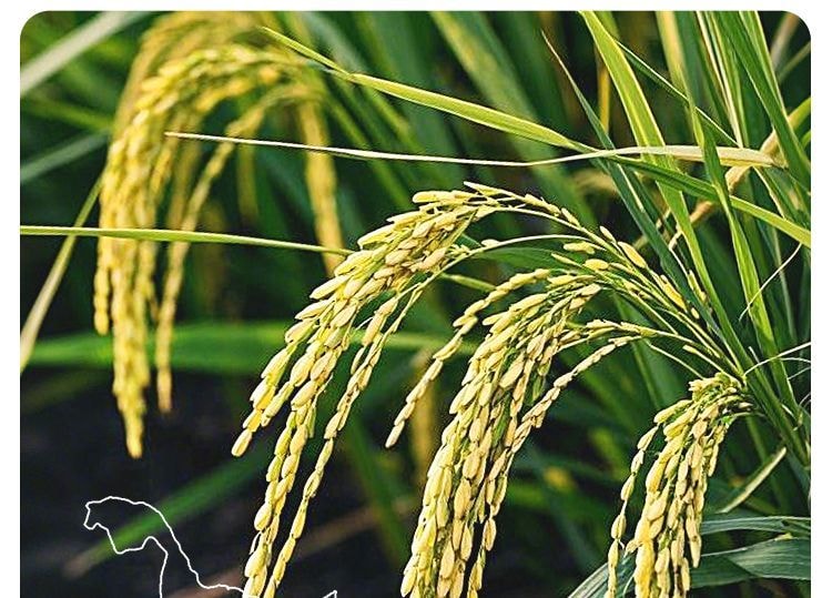 下厨房 五常大米250g*1袋