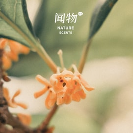 Osmanthus Wood Diffuser Set  5ml Natural Flower Oil  Closet & Car Fragrance  Moon Festival Gift Edition