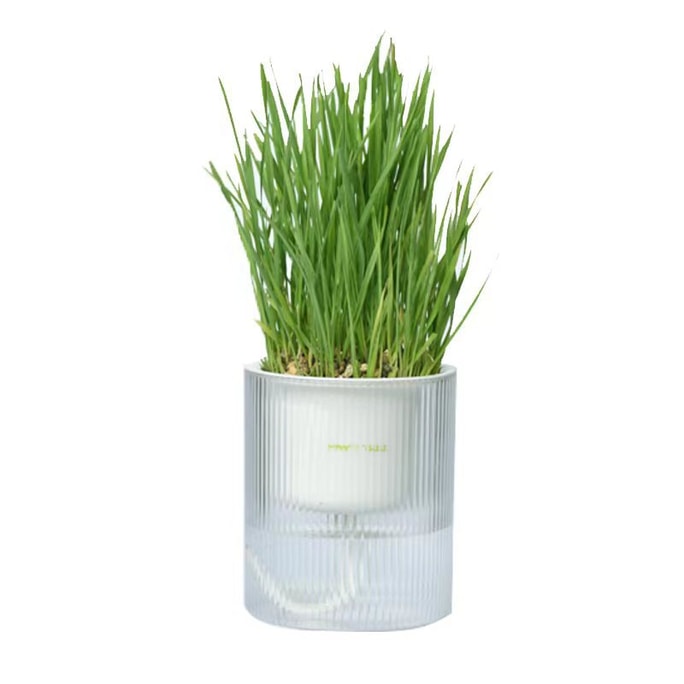 MichuPet All in One Soil Free Cat Grass Grow Kit