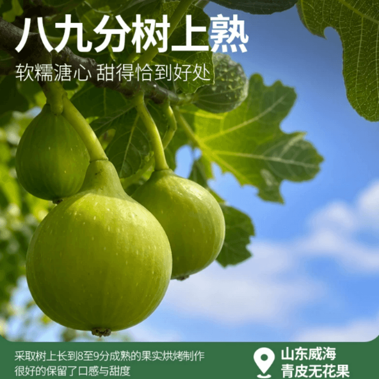 青皮 weihai青皮 いちじく実付き取木 超人気品種 超希少品種 【公式通販】