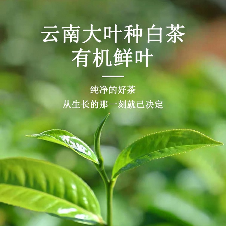 天養益 有機生茶 中國有機 美國有機 歐盟有機 日本有機認證 促進腸道消化 自飲 散茶 50g 5