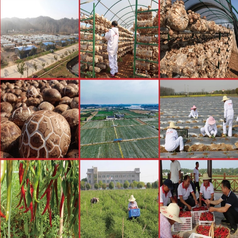 Soybean and Mushroom Hot Sauce 3 Cans 7