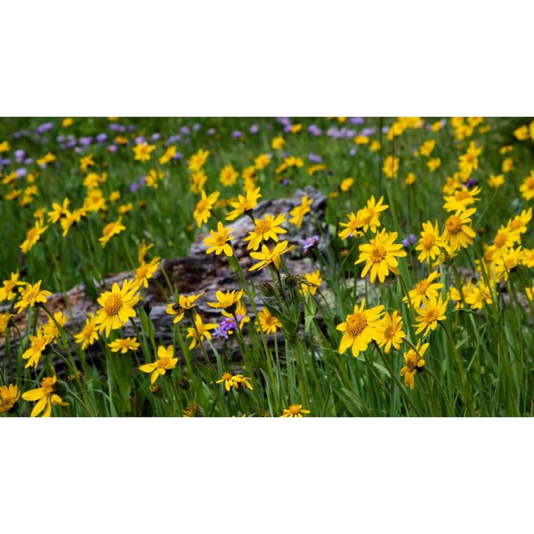 NESTLADY オーガニック アルニカ 5g は筋肉痛を和らげ、健康な髪の成長を促進します。ロシアで植えられ、収穫されています。 6