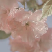 Yami UGC 이미지