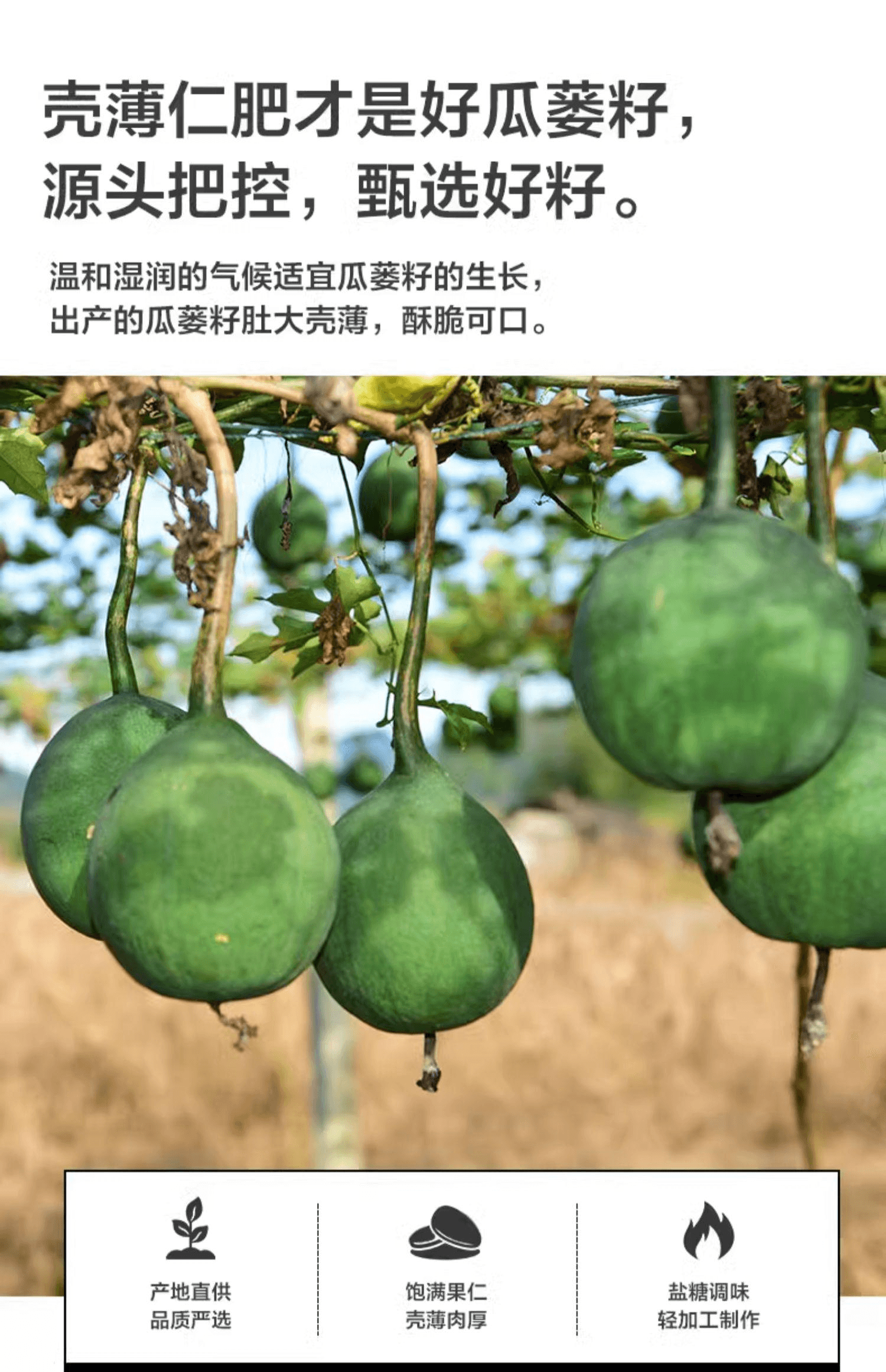 【中国直邮】 来伊份 瓜蒌籽休闲零食炒货瓜子葵花子吊瓜子坚果炒货250g*1袋