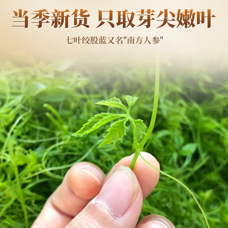  Premium Seven-Leaf Jiaogulan Herbal Tea 50g by Nanjing Tong Ren Tang - Harvested from Tender Tips, Helps Maintain Healthy BP, Cholesterol & Glucose, Enhances Immunity, Great for 3-High Concerns 3