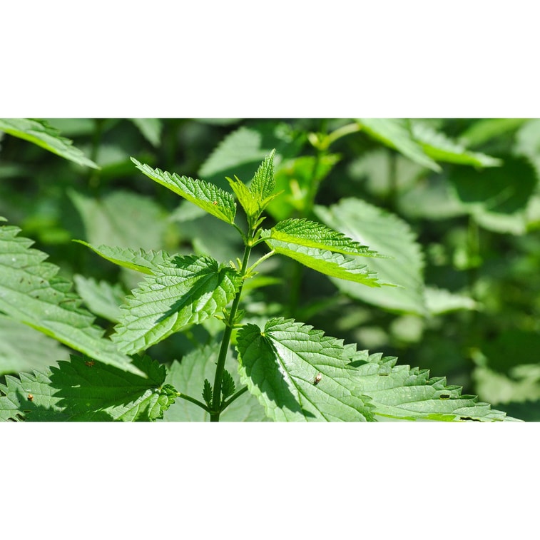 NESTLADY オーガニックネトルリーフティー 6g - 浮腫を解消し、月経痛を和らげます - Polish Growth Harvest 5