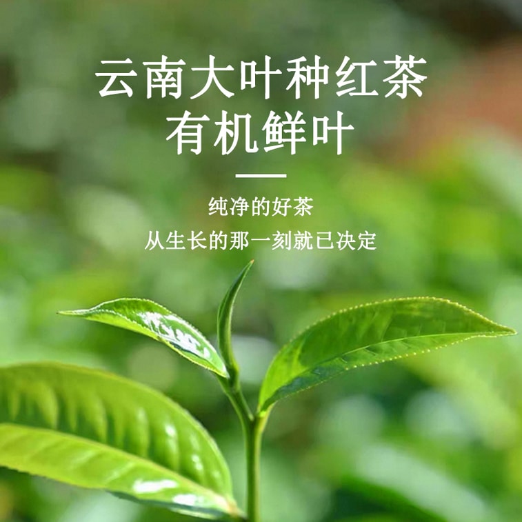 天養益 有機紅茶中國有機 歐盟有機 日本有機 美國有機認證 暖胃 養胃 提神 甜潤 花果香 散茶 50g 5