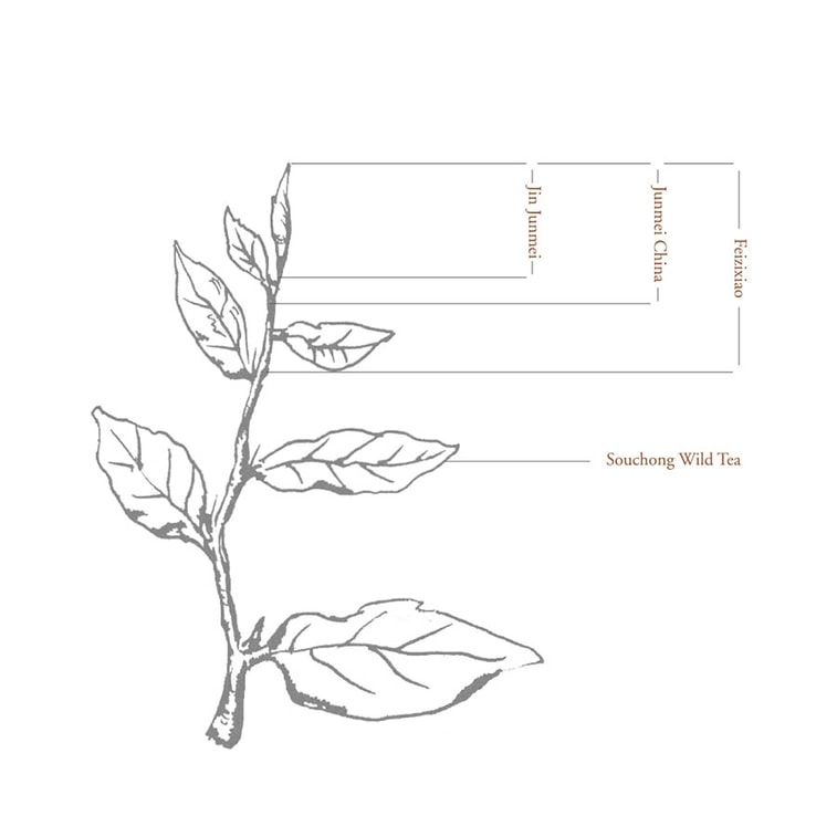  正山堂 特製金駿眉紅茶 甄選桐木關保護區珍稀嫩芽頭 送長輩或親友高端茶葉 經典罐裝50g 5