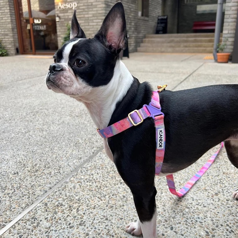 No-Pull Pet Dog Harness Milky Way L Neckline16.1~20.1in Chest20.1~25.2in 18~29lb 4