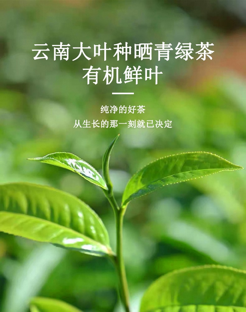 天養益 有機白茶 四國有機認證 鮮爽 毫香 清潤 抗氧化 自飲 送禮 散茶 50g