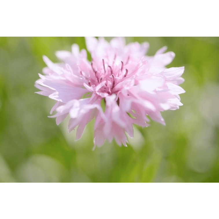 NESTLADY オーガニック ピンク コーンフラワー 7g 目の浮腫を軽減し、胃を保護し、気分をリラックスさせます。スペインで植えられ収穫されました。 3