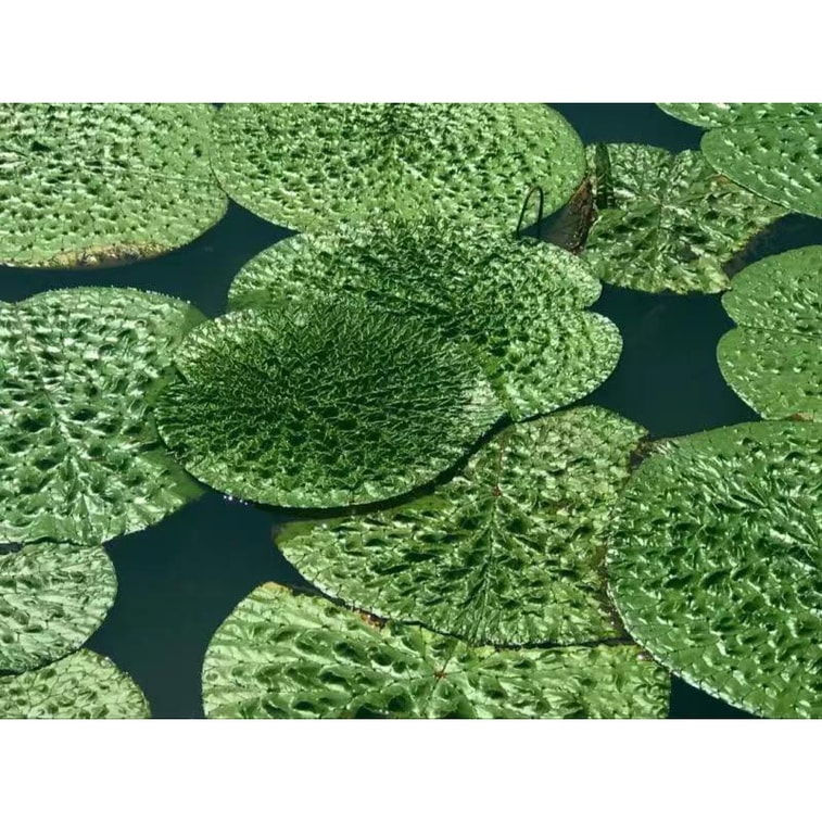 NESTLADY オーガニック ゴルゴン、脾臓と腎臓を強化し、老化を防ぐ 1ポンド 454g 16オンス 5