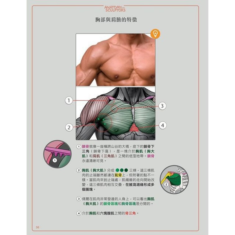 【繁體】藝用3D人體解剖書:認識人體結構與造型 6