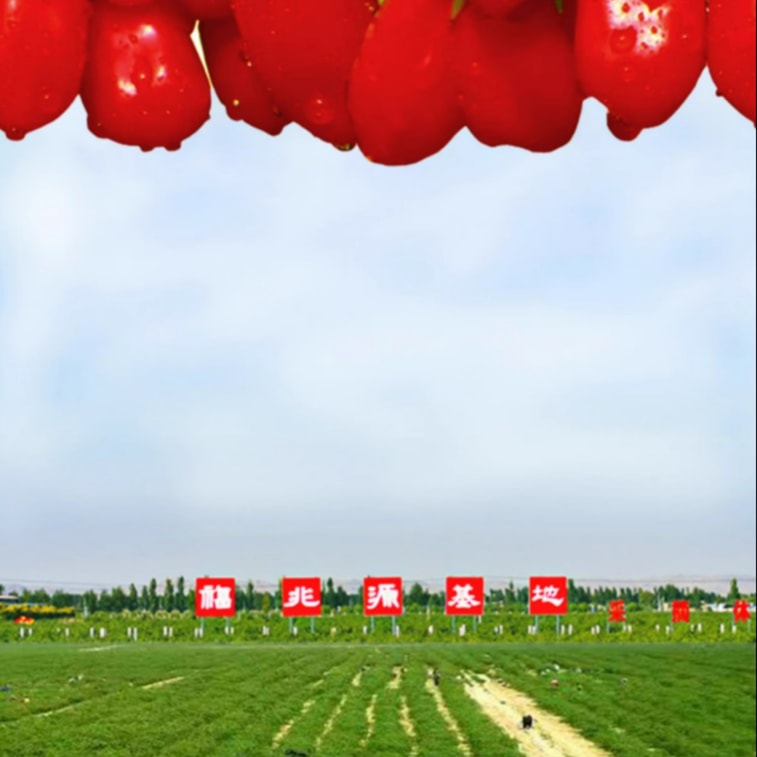 Premium Ningxia Goji Berries 250g From Zhongning Hand Selected Sulfur-Free Ready To Eat 6