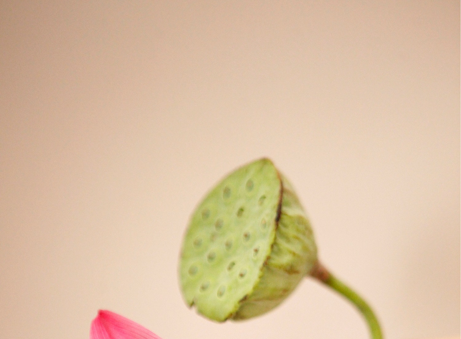 【中國直郵】 故宮淘寶 兜裡有香香 {芙薔} 蓮花荷花香 古風香膏固體淡香香水 出淤泥而不染香氣雅緻 【芙葖+花瓣取香勺】10g