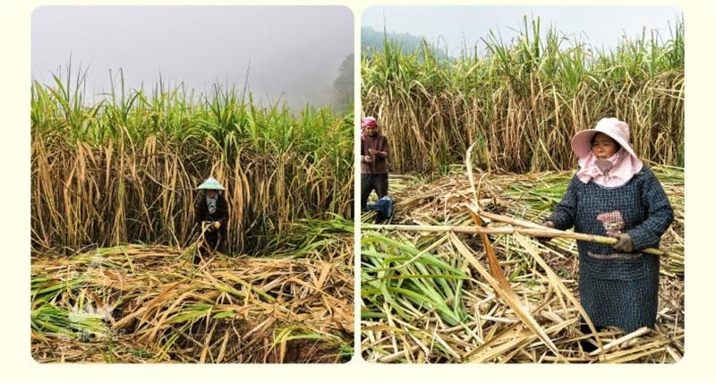 【中国直邮】 云娘食记 鲜姜红糖 原汁甘蔗鲜榨生姜暖大姨妈鲜姜糖熬制女红糖块 300g/袋