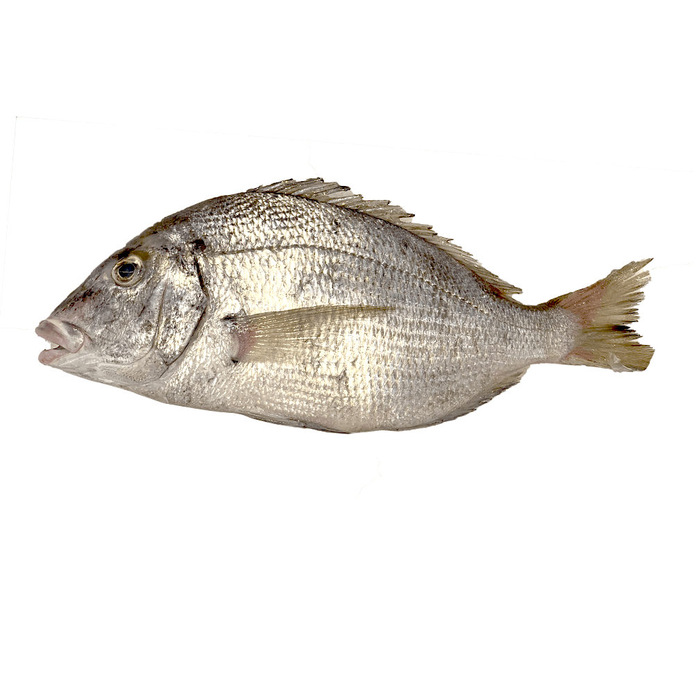 白立鱼约15lb怎么样