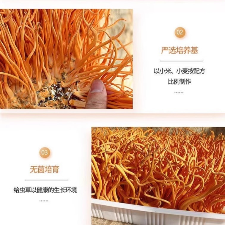 【中国直送】SIFANDA 冬虫夏草 100g 5