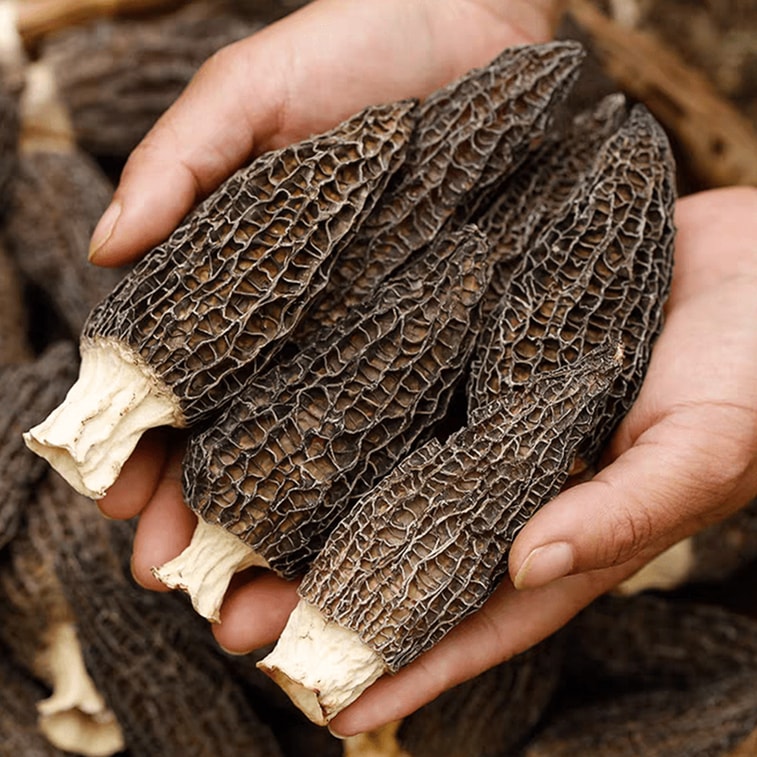 南京同仁堂 羊肚菌 精品野生菌菇四川山珍特产煲汤炖鸡南北干货30g 【中华老字号】0熏硫0添加火锅食材个大饱满肉厚无沙【精美罐装更易保存】 4