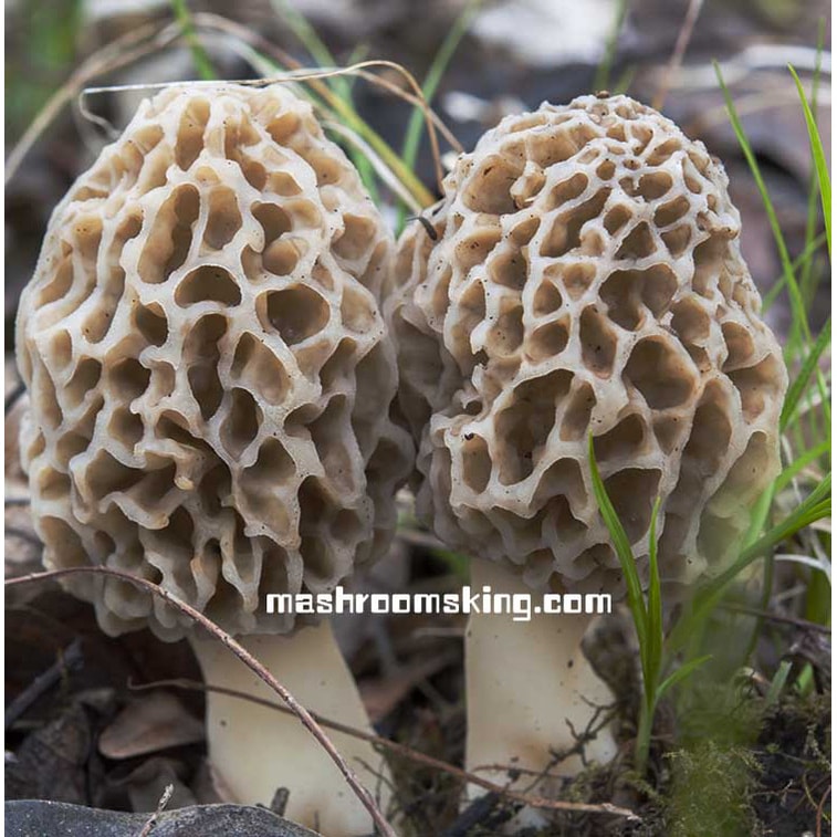 XLSEAFOOD Yun Nan Premium A+  Wild Mushroom Wild True Morel Mushroom  Regular SIZE 4OZ 113g pack 4