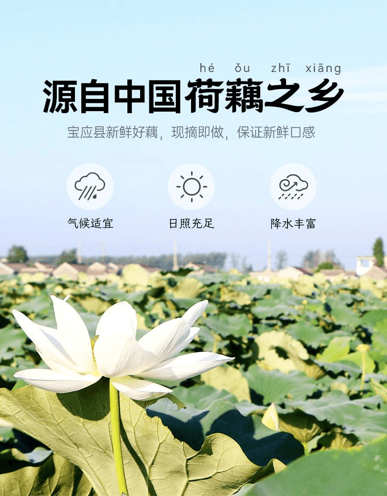 【中國直郵】 璞匠 手工純藕粉正品代餐早餐原味手削純藕粉250g*1罐