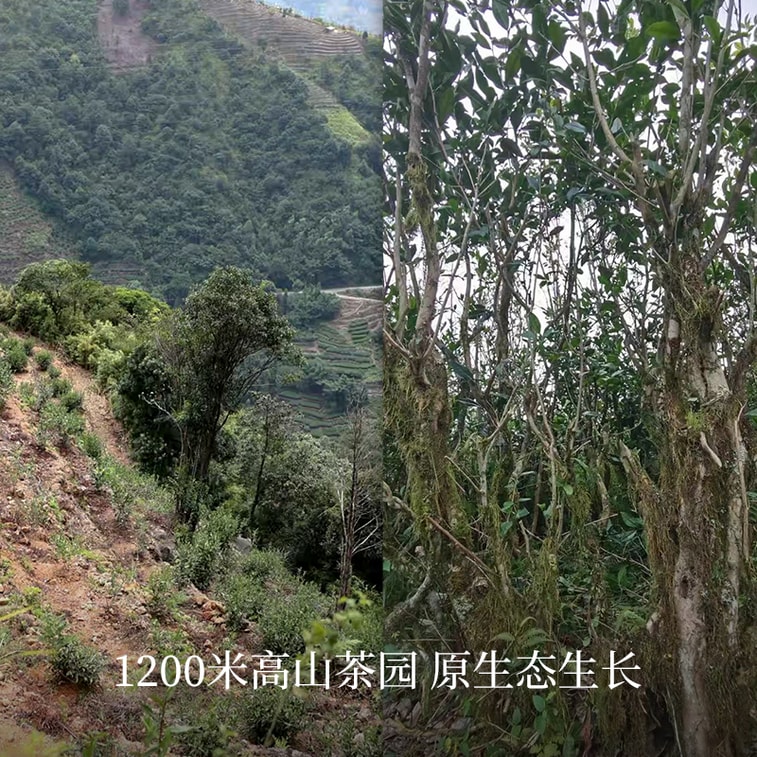  Zhenghe Wild Ancient Tree White Tea Zongzi Shape Premium Quality Rich Antioxidants Boost Immunity Travel Friendly Office Daily Brew Perfect Gift 50g 5