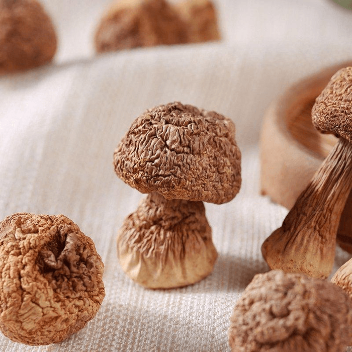 Fresh Matsutake Mushroom Chicken Matsutake 30g*1 Can 3