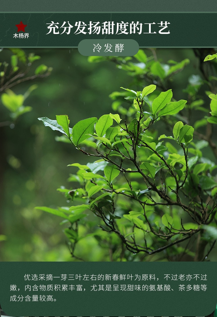  小师姐评茶 荒野花砖茶 木兰露 2019年安化黑茶 甜柔清净 果香蜜韵 来自“蜻蜓茶田”的干净好茶 100克