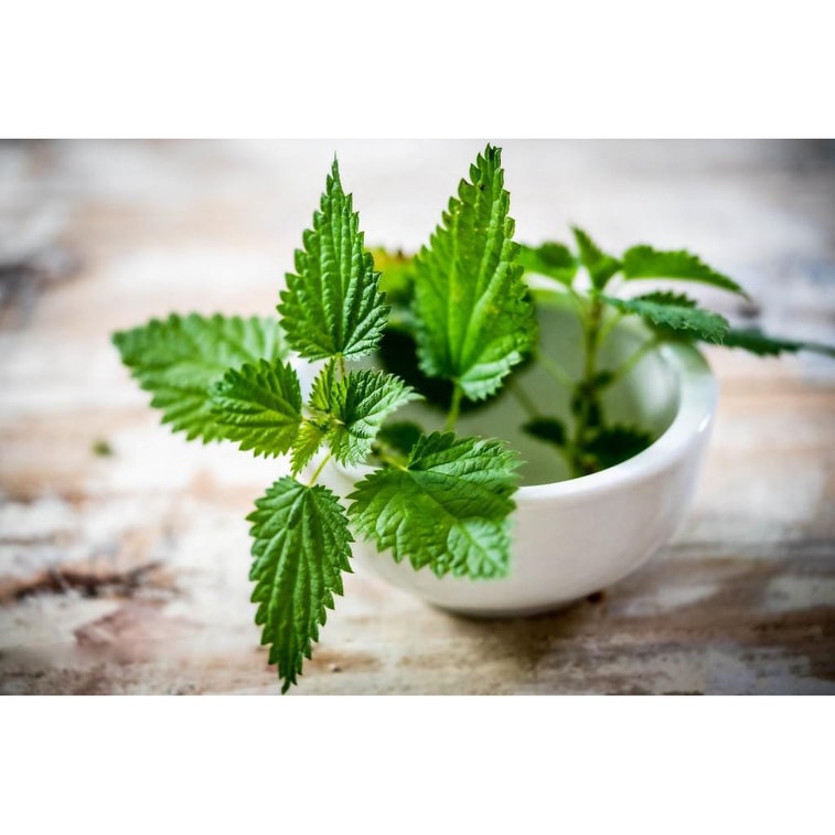 NESTLADY オーガニックネトルリーフティー 6g - 浮腫を解消し、月経痛を和らげます - Polish Growth Harvest 3