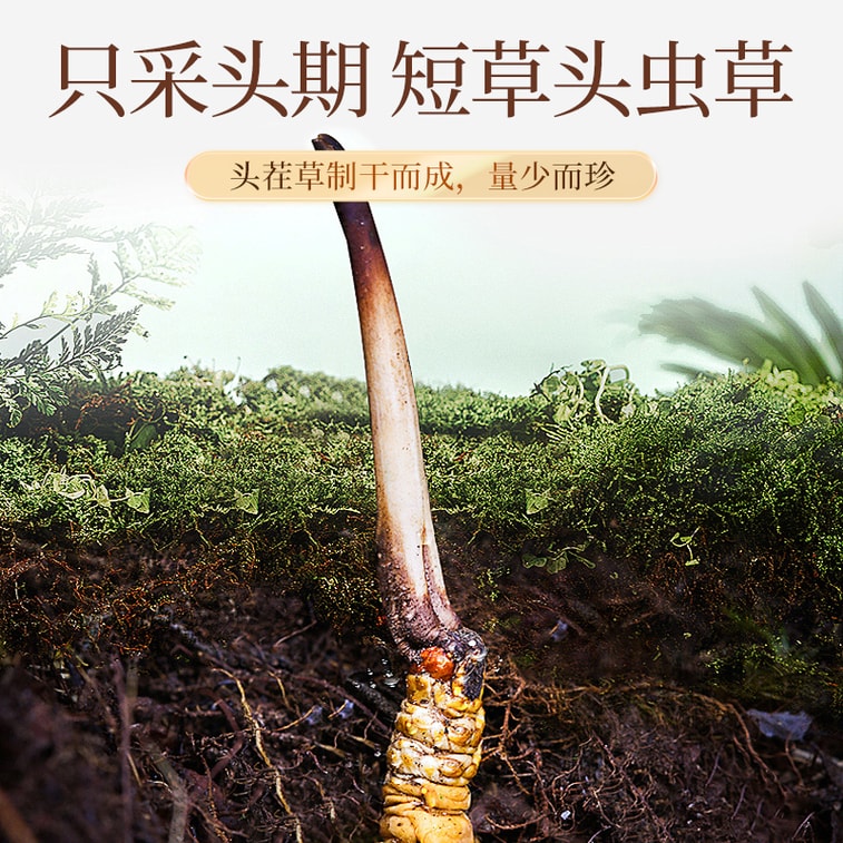  台湾同仁堂 冬虫夏草礼盒5g  西藏头期虫草干货滋补补肾润肺壮阳止咳化痰【手工甄选海拔4500的优质原料 虫草饱满色泽金黄】4000条规格草单根独立包装 过年送礼礼品 5