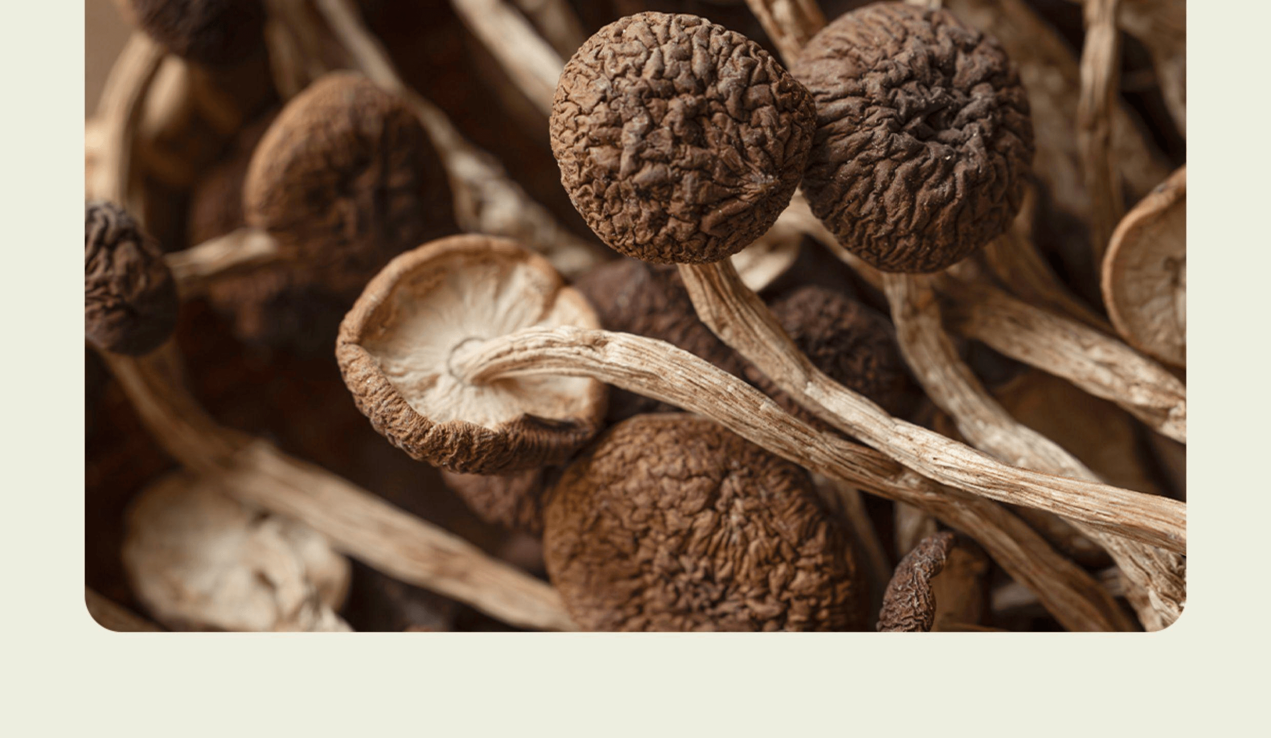 【中國直郵】 南食召 茶樹菇菌香鮮濃嫩滑新鮮茶樹菇乾貨菌菇80g*1袋