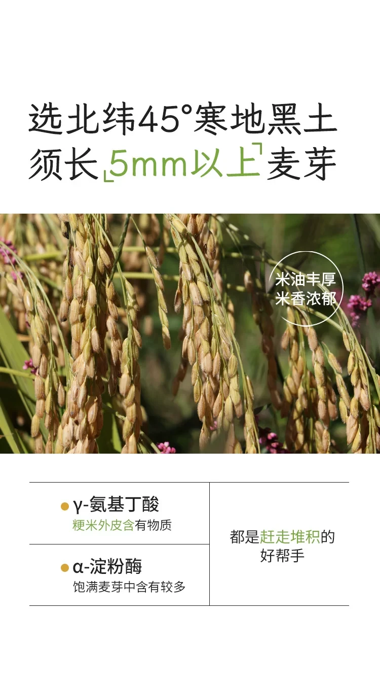 【中國直郵】 小羊森林 炒米茶 【炒米焦香+佛手果香】谷香入脾 適合小朋友喝的養生茶包 70g 1盒