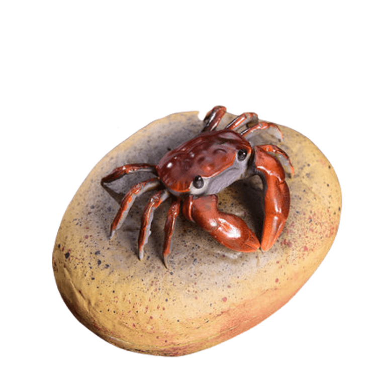 カブトガニの脱皮殻 【今日の一品 No.98】 | ハイカラダイブ