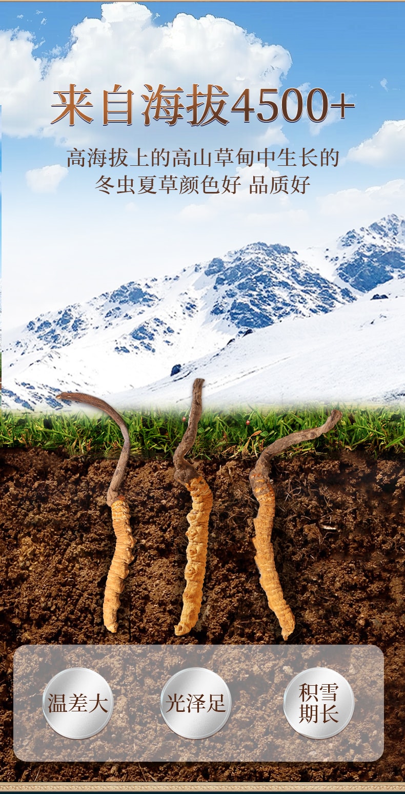  北京同仁堂 西藏道地冬蟲夏草1g 西藏頭期蟲草乾貨滋補補腎潤肺壯陽止咳化痰【手工甄選海拔4500的優質原料 蟲草飽滿色澤金黃】