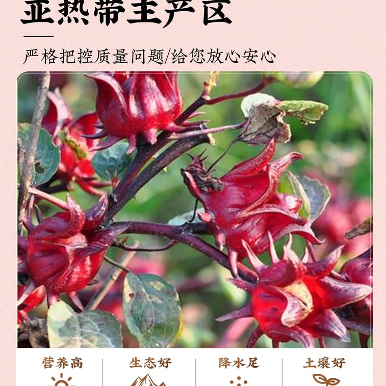 비타민 C와 안토시아닌이 풍부한 메이즈첸 뽕나무 장미 히비스커스 차는 피부 미용과 에너지 조절에 도움을 주는 달콤새콤한 차입니다. [맑고 깨끗한 피부와 여신처럼 아름다운 천연 미모를 가꾸는 차] 25티백/팩 5