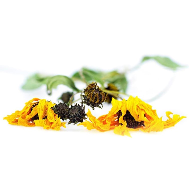 NESTLADY オーガニック アルニカ 5g は筋肉痛を和らげ、健康な髪の成長を促進します。ロシアで植えられ、収穫されています。 5